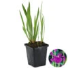 Iris 'Kaempferi' – Japanse Iris – ⌀9 Cm - ↕20-30 Cm -Huishoudelijke Goederen Winkel 1000010539