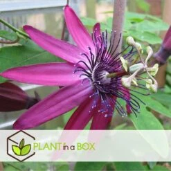 Passiflora - Mix Van 6 - Klimplant - Pot 9cm - Hoogte 25-40cm -Huishoudelijke Goederen Winkel 1000046160 0102