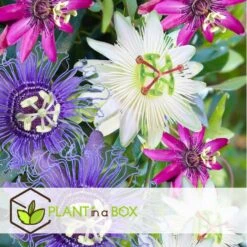 Passiflora - Mix Van 6 - Klimplant - Pot 9cm - Hoogte 25-40cm -Huishoudelijke Goederen Winkel 1000046160 0103