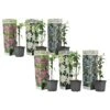 Passiflora - Mix Van 6 - Klimplant - Pot 9cm - Hoogte 25-40cm -Huishoudelijke Goederen Winkel 1000046160