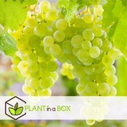 Druivenplanten - Mix Van 3 - Vitis Vinifera - Druif - Pot 9cm - Hoogte 25-40cm -Huishoudelijke Goederen Winkel 1000046927 0102