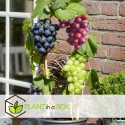 Druivenplanten - Mix Van 3 - Vitis Vinifera - Druif - Pot 9cm - Hoogte 25-40cm -Huishoudelijke Goederen Winkel 1000046927 0103