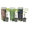 Druivenplanten - Mix Van 3 - Vitis Vinifera - Druif - Pot 9cm - Hoogte 25-40cm -Huishoudelijke Goederen Winkel 1000046927