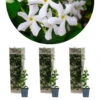 3x Trachelospermum Jasminoides – Toscaanse Jasmijn – ⌀9 Cm - ↕15-20 Cm -Huishoudelijke Goederen Winkel 1000055018