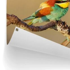 Tuinposter De Bijeneter 60x80 Cm Bont -Huishoudelijke Goederen Winkel 1000088366 0102