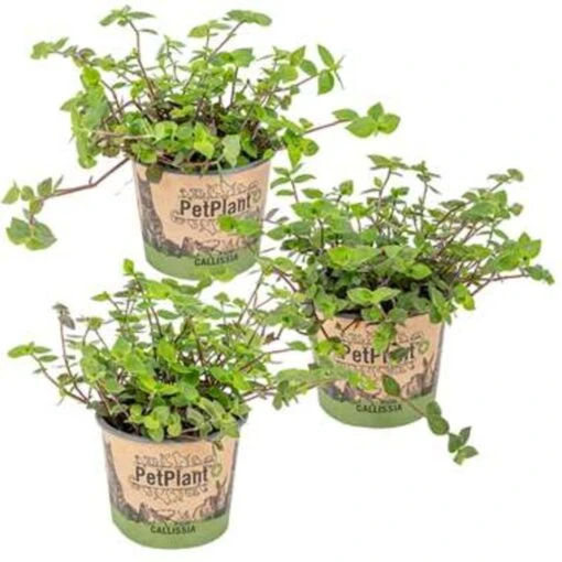 Schildpad Plant - Calissia Repens 3x - Pot 12 Cm - ↕20 Cm