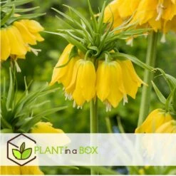 Fritillaria Lutea - Bloembollen X3 - Keizerskroon -Huishoudelijke Goederen Winkel b9a63bf9e4494811bbcb201dd1d28f0b